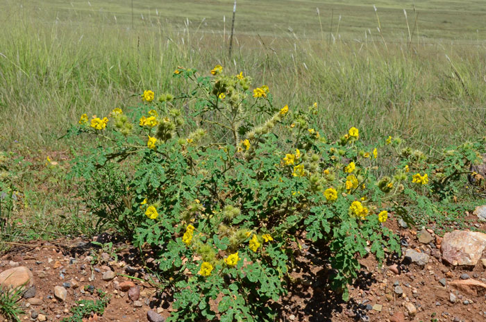 Buffalobur Nightshade is a native annual that grows up to 7 inches or more in height. This species is found at elevations from 1,000 to 7,000 feet. They are common on grassy plains, fields, roadsides and disturbed areas. Solanum rostratum 